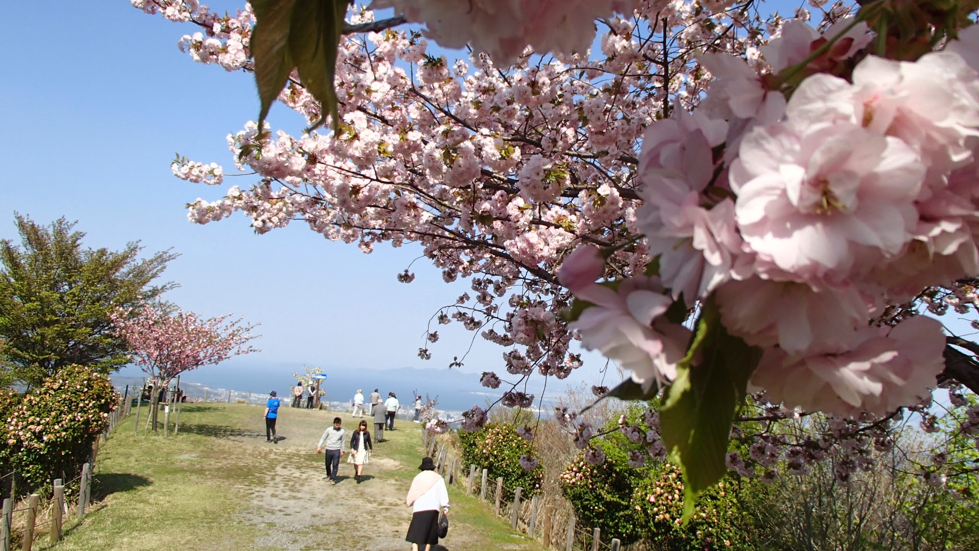 琵琶湖展望台桜